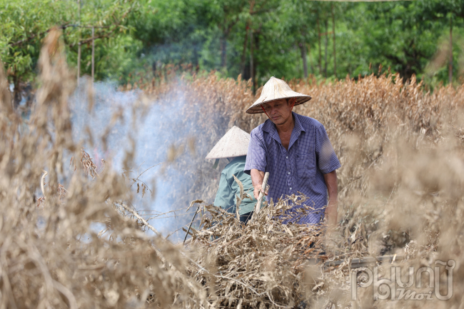 Hàng chục ngàn gốc đào ở Nhật Tân, Phú Thượng chết khô sau khi bị nước lũ nhấn chìm