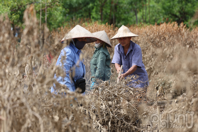 Đào chết khô được người dân chặt gom lại rồi đem đốt