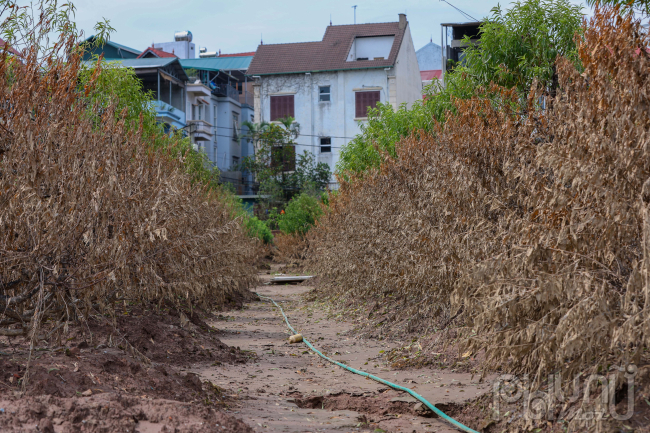 Những gốc đào cổ thụ được người dân nâng niu, chăm sóc kỹ lưỡng với những luống đất cao cũng không tránh khỏi bị ngập, ngâm mình trong nước đến gần ngọn. Nước rút, cành và thân cây phủ màu trắng xám chỉ còn vẻn vẹn chút ngọn cây xanh.