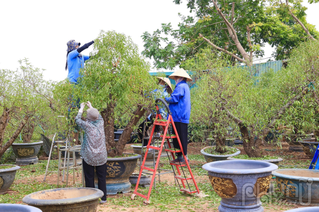 Làng đào Nhật tân là một địa danh nổi tiếng ở Hà Nội, gắn liền với truyền thống trồng đào lâu đời. Mỗi dịp Tết đến xuân về, nơi đây lại trở nên nhộn nhịp hơn bao giờ hết khi những cây đào đua nhau khoe sắc, mang đến không khí xuân tươi mới cho Thủ đô.