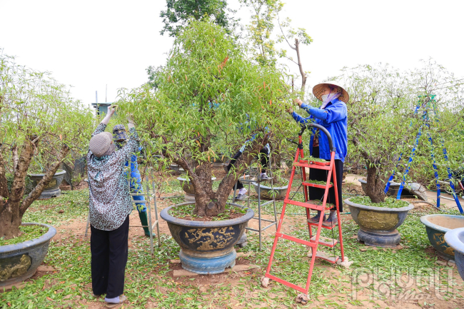 Bà Ngọc (áo xanh) người dân trồng đào cho hay: Việc tuốt lá đào là một trong những công đoạn quan trọng nhất trong quá trình chăm sóc cây đào. Mục đích chính của việc này là kích thích cây ra nụ. Khi tuốt lá, cây đào sẽ tập trung dinh dưỡng để nuôi nụ hoa, giúp hoa nở đều và đẹp hơn. Điều chỉnh thời gian nở hoa bằng cách tuốt lá sớm hay muộn, người trồng đào có thể điều chỉnh thời gian nở hoa cho phù hợp với nhu cầu của thị trường.