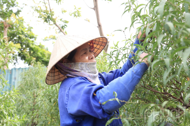 Việc tuốt lá đào vào cuối tháng 10, đầu tháng 11 Âm lịch là một quá trình quan trọng và đòi hỏi sự tỉ mỉ của người trồng đào. Đây là bước khởi đầu để cây đào ra nụ đúng dịp Tết, mang đến những bông hoa tươi thắm và rực rỡ nhất.