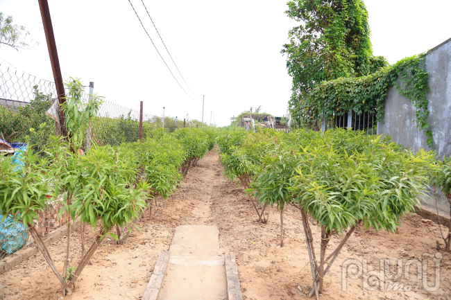 Một số giống đào khác tại làng Nhật Tân được người dân chăm sóc tươi tốt, chờ cung ứng ra thị trường cho người dân chơi Tết.