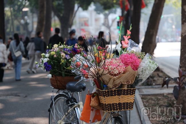 Cảnh đào báo hiệu tết đến xuân về 