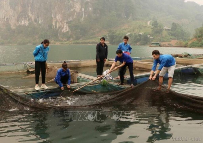   Năm 2024, Tỉnh đoàn Lai Châu triển khai nhiều mô hình khởi nghiệp, lập nghiệp, góp phần nâng cao thu nhập, tạo công ăn việc làm cho nhiều lao động là thanh niên. Trong ảnh: Thanh niên tại xã Ta Gia, huyện Than Uyên phát triển mô hình nuôi cá lồng. Ảnh: Nguyễn Oanh-TTXVN  