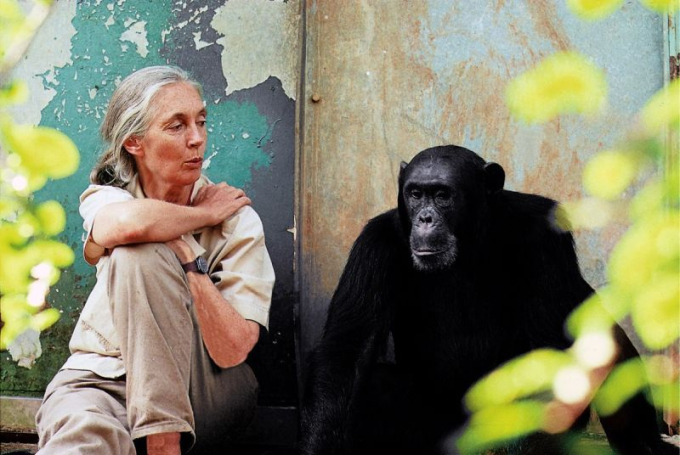 Jane Goodall nhà tiên phong trong lĩnh vực nghiên cứu linh trưởng và bảo tồn