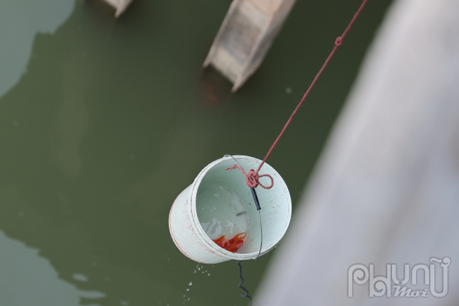 Phương tiện thả cá an toàn là dung thùng chậu kèm theo dây thừng thả nhẹ nhàng xuống sông