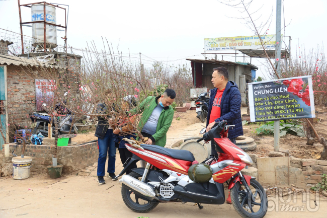 Với hàng nghìn gốc đào đủ loại thế, dáng, khách hàng đến làng Nhật Tân tha hồ lựa chọn. Giá thuê đào cũng rất đa dạng, từ vài triệu đồng cho đến những gốc đào độc đáo có giá lên đến cả chục triệu đồng. Hình ảnh một khách hàng đang trầm trồ trước một gốc đào tại vườn Chung Liên là minh chứng rõ nét cho sức hút của đào Nhật Tân.