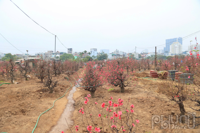 Những cây đào tại làng Nhật Tân đang đua nhau bung nở, khoe sắc đỏ rực rỡ trước thềm Tết Nguyên đán Ất Tỵ 2025.