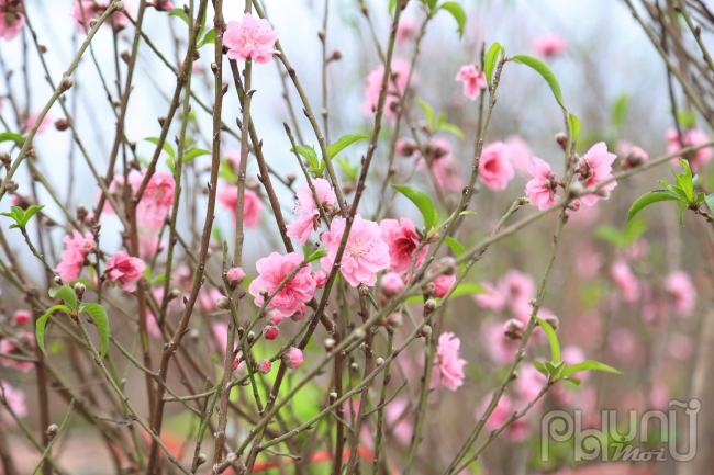 Đào phai với những cánh hoa mỏng manh, màu hồng nhạt dịu dàng luôn là một trong những loài hoa được yêu thích nhất vào dịp Tết Nguyên đán. Vẻ đẹp của đào phai mang đến một cảm giác thanh bình, thư thái, gợi nhớ đến những câu chuyện cổ tích.