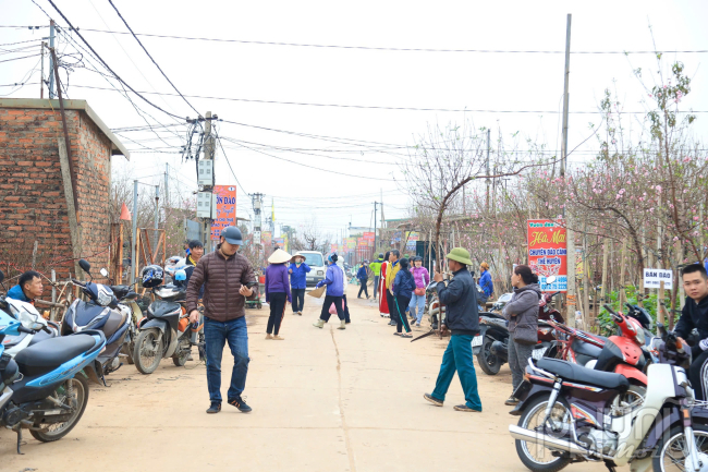 Không khí Tết Nguyên đán đang đến rất gần, và làng đào Nhật Tân cũng không nằm ngoài không khí sôi động đó. Hàng nghìn lượt người đổ về đây mỗi ngày, tạo nên một bức tranh sinh động về mùa xuân.