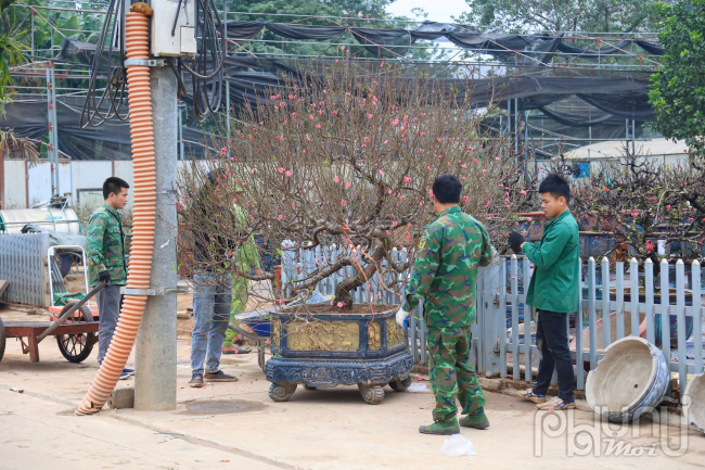 Hàng trăm gốc đào thế, đào cổ với những dáng thế độc đáo đã được các nhà vườn vận chuyển đến các khu chợ cây cảnh lớn nhỏ ở Hà Nội. 