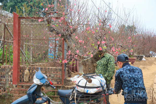 Những “ông lão” đào thường to, sần sùi, có nhiều u, mấu, tạo nên vẻ đẹp cổ kính và độc đáo này nhanh chóng trở thành tâm điểm chú ý, với mức giá thuê dao động từ 10 triệu đến 30 triệu đồng mỗi chậu.