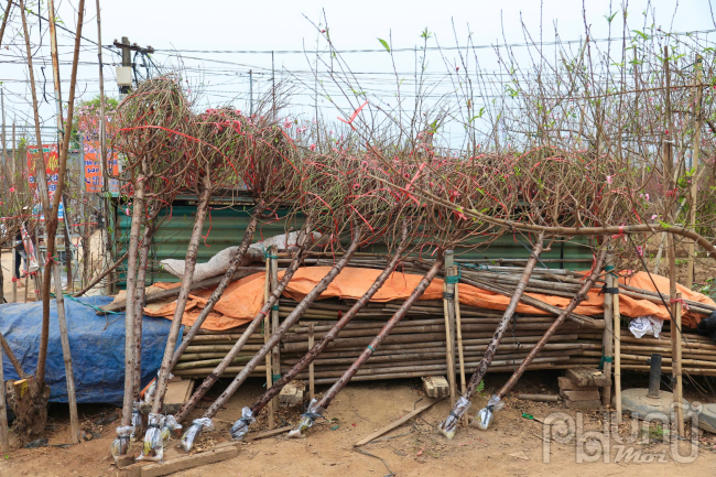 Những cành đào bích tươi rói được các nghệ nhân tỉ mỉ cắt tỉa, chuẩn bị kỹ lưỡng để mang đến cho thị trường những sản phẩm đẹp nhất vào dịp Tết Nguyên đán Ất Tỵ 2025.