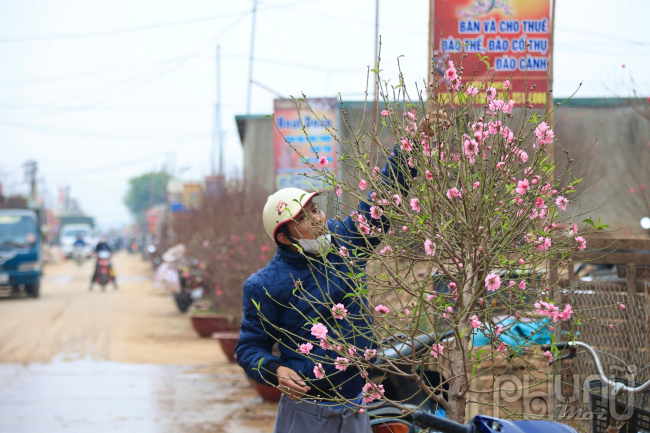 Làng trồng đào Nhật Tân nhộn nhịp những ngày cận Tết 