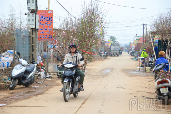 Không khí Tết tại làng đào là một bức tranh sinh động, đầy màu sắc. Đó là sự kết hợp hài hòa giữa vẻ đẹp của thiên nhiên, sự ấm áp của tình người và sự nhộn nhịp của cuộc sống.