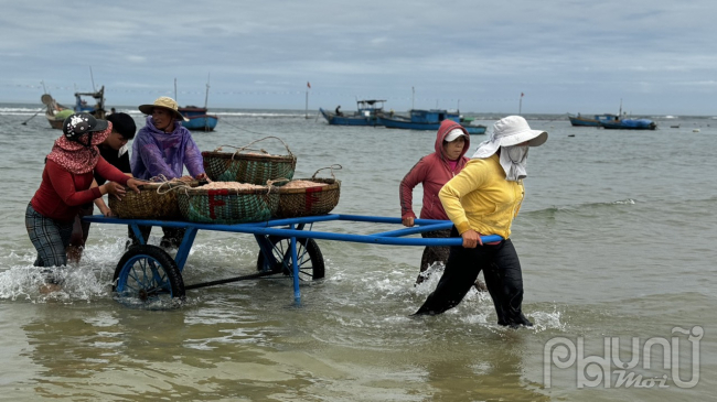 Ruốc tươi được thương lái mua, vận chuyển về cơ sở sản xuất để phơi làm ruốc khô hoặc mắm ruốc. Khoảng 3kg ruốc tươi sẽ được 1kg ruốc khô.