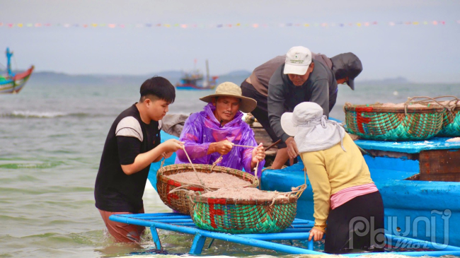 Người dân dùng xe để vận chuyển ruốc từ tàu vào bờ bán cho thương lái