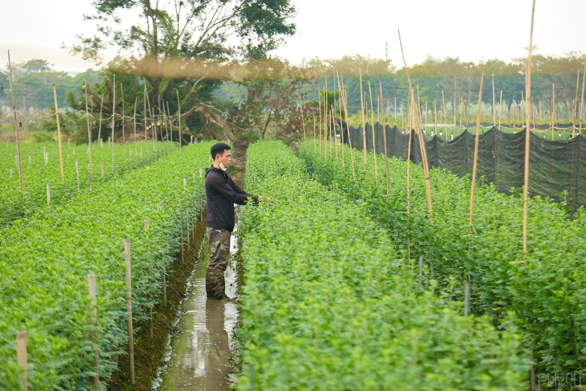 Để có được những bông hoa đẹp nhất phục vụ thị trường, người trồng hoa tại Mê Linh đã phải dày công chăm sóc suốt nhiều tháng qua. Việc kiểm soát nhiệt độ, tưới tiêu hợp lý và phòng trừ sâu bệnh là những yếu tố quan trọng giúp hoa phát triển tốt.