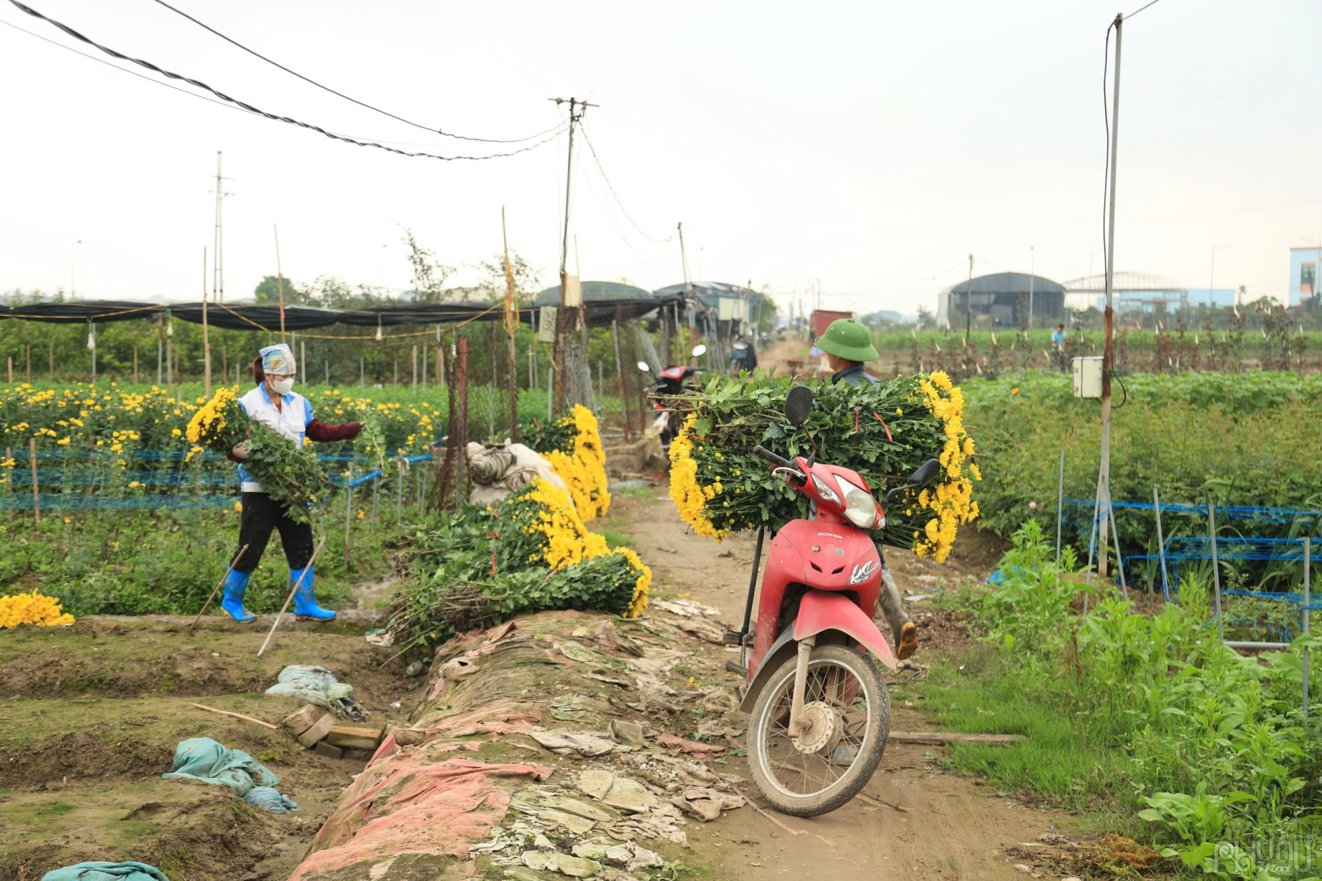 Những loài hoa như hoa hồng, hoa cúc, hoa dơn... được người dân thu hoạch trong ngày, sau đó các tiểu thương đến vận chuyển đi đến các khu chợ trên địa bàn Thủ đô Hà Nội bày bán.