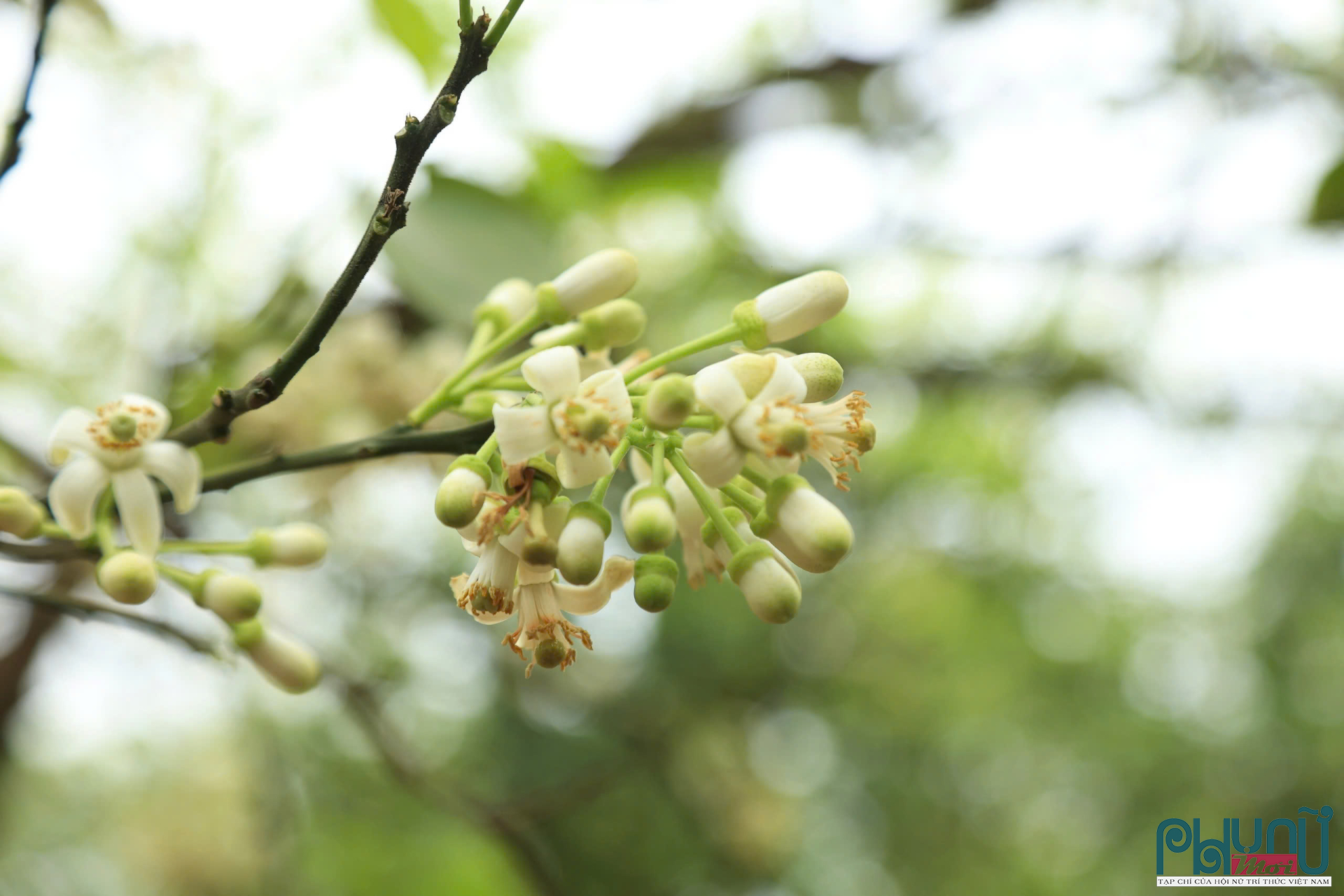 Hoa bưởi cái thường mọc thành chùm, người trồng sẽ dùng chổi lông chấm vào nhụy của từng bông hoa để đảm bảo phấn tiếp xúc đều, giúp tăng khả năng thụ phấn.