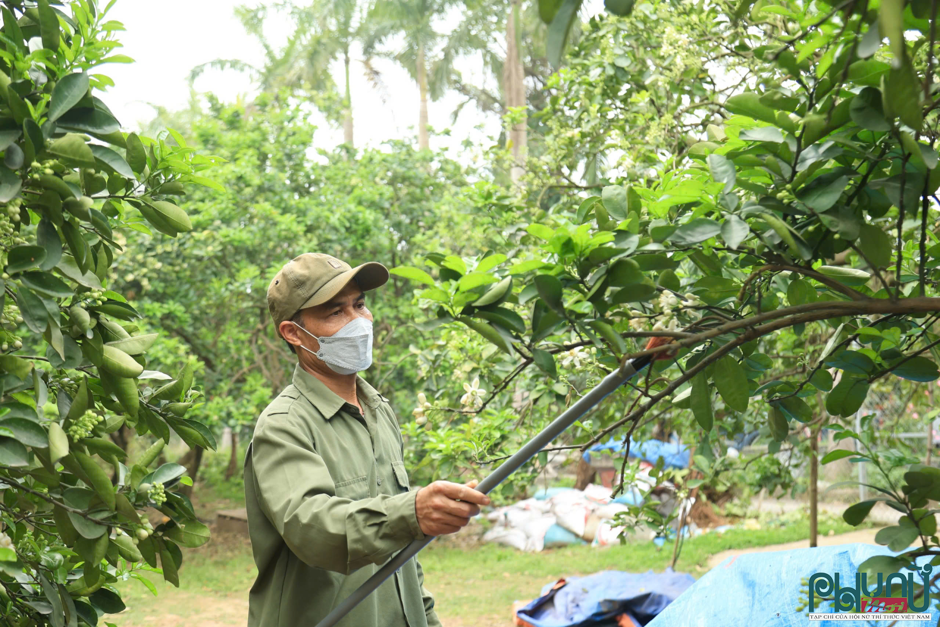 Theo anh Dũng, chủ vườn bưởi Diễn tại quận Bắc Từ Liêm, thời gian thụ phấn đạt hiệu quả cao nhất là vào buổi sáng khi có ánh nắng hoặc giữa buổi chiều, khi thời tiết khô ráo, thuận lợi cho quá trình thụ phấn. Do hoa bưởi nở dày đặc, người trồng cần thực hiện tỉ mỉ, kiên trì để đảm bảo toàn bộ hoa đều được thụ phấn đầy đủ, tránh bỏ sót, ảnh hưởng đến tỷ lệ đậu quả.