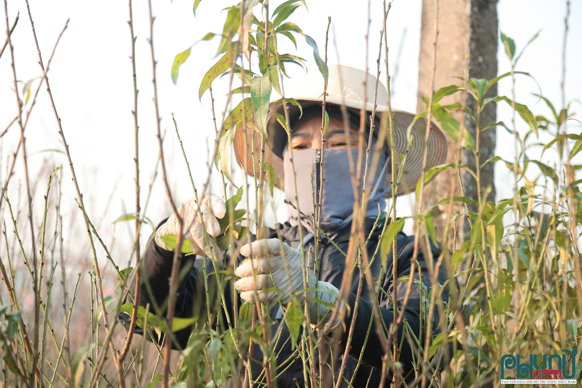 Làng đào Nhật Tân không chỉ là vùng sản xuất hoa Tết mà còn là một phần ký ức văn hóa của Hà Nội. Tuy nhiên, quá trình đô thị hóa khiến diện tích trồng đào ngày càng thu hẹp. Nhiều hộ phải thuê đất xa trung tâm, chi phí tăng lên, việc đi lại chăm sóc cũng vất vả hơn.