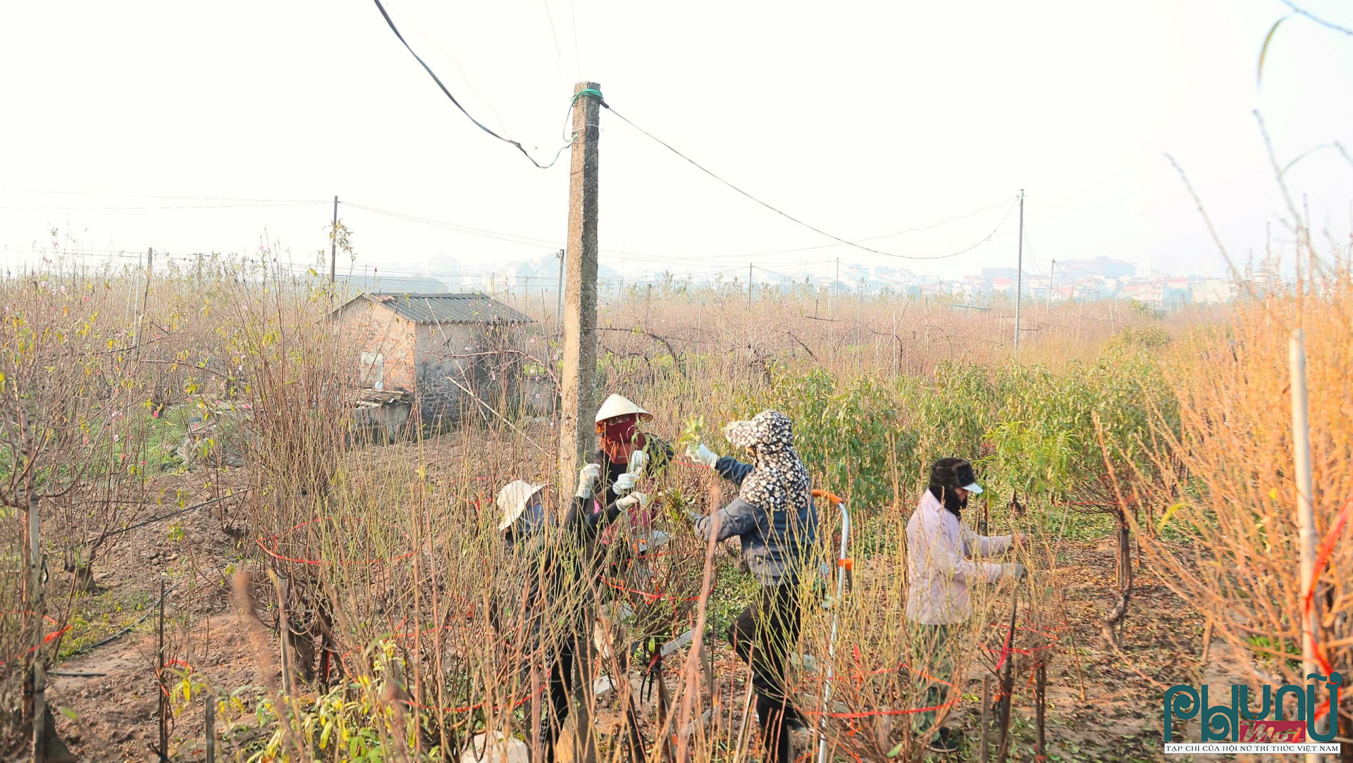 Từ sáng sớm, các vườn đào ở Nhật Tân đã rộn ràng tiếng người. Tay thoăn thoắt tuốt từng chiếc lá già, người trồng đào vừa làm vừa quan sát nụ non đang hình thành trên cành. Công việc tưởng chừng đơn giản này lại đòi hỏi nhiều kinh nghiệm. Tuốt lá sớm hay muộn chỉ vài ngày cũng có thể khiến đào nở lệch vụ, ảnh hưởng đến giá trị cả cây.