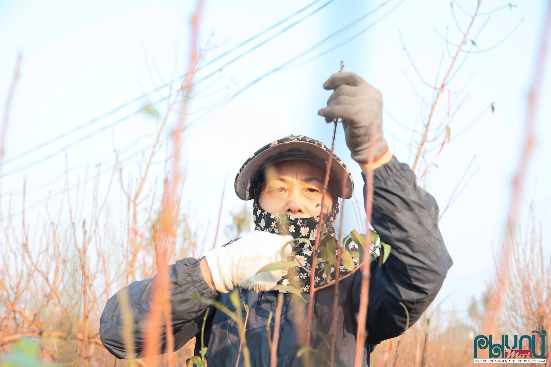 Từ nay đến Tết Nguyên đán 2026, người trồng đào Nhật Tân sẽ còn nhiều ngày “ăn ngủ cùng vườn”. Mỗi đợt gió mùa, mỗi thay đổi nhỏ của thời tiết đều được theo dõi sát sao. Tất cả chỉ với một mong muốn: khi xuân về, những cành đào hồng thắm sẽ kịp khoe sắc, mang theo hương vị Tết cổ truyền đến khắp phố phường Hà Nội.