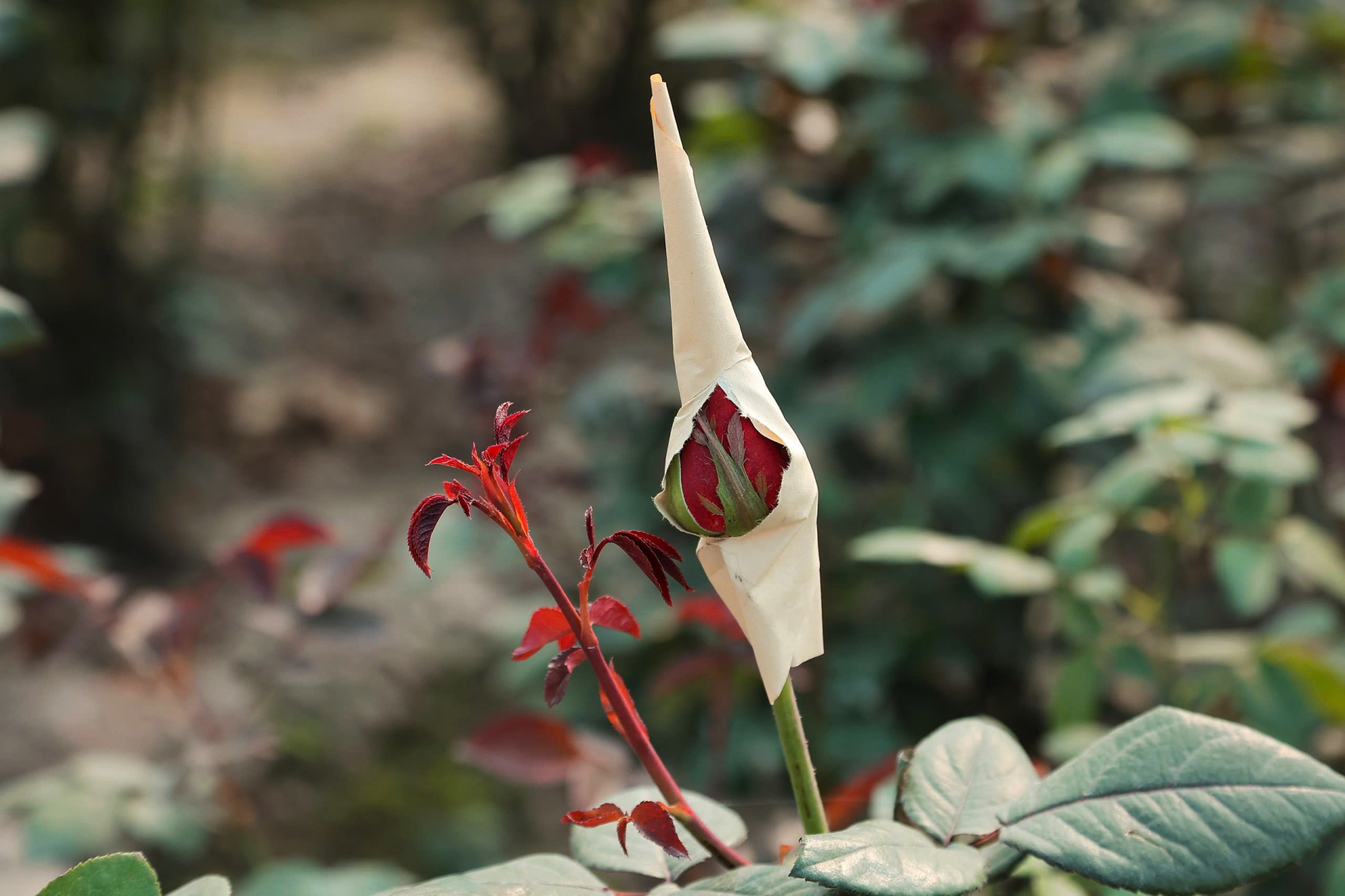 Trên ruộng, những cành hồng đang vươn lên được bọc giấy cẩn thận để bảo vệ nụ, giữ dáng hoa đẹp nhất trước ngày cắt bán.