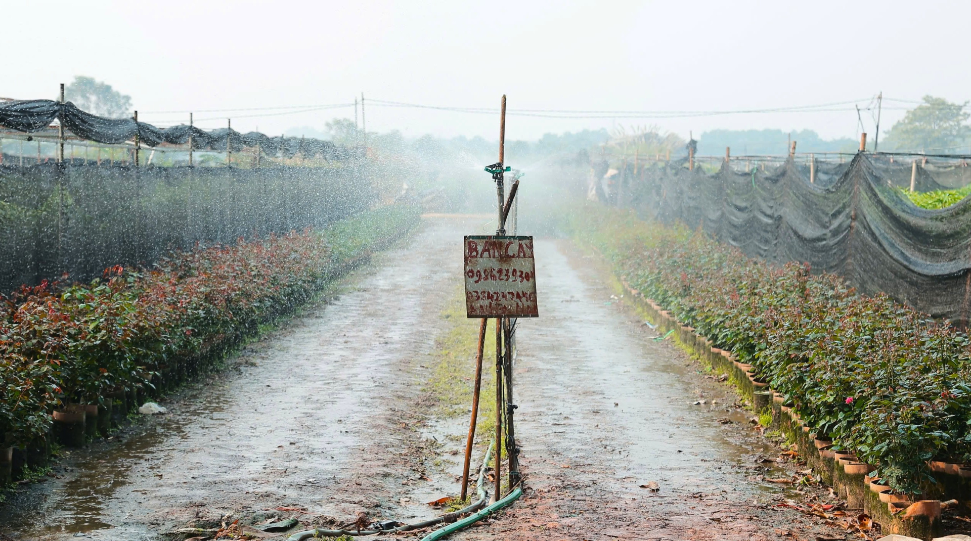 Ghi nhận tại các ruộng hoa, hệ thống tưới nước tự động được bà con vận hành thường xuyên để duy trì độ ẩm cho cây. 