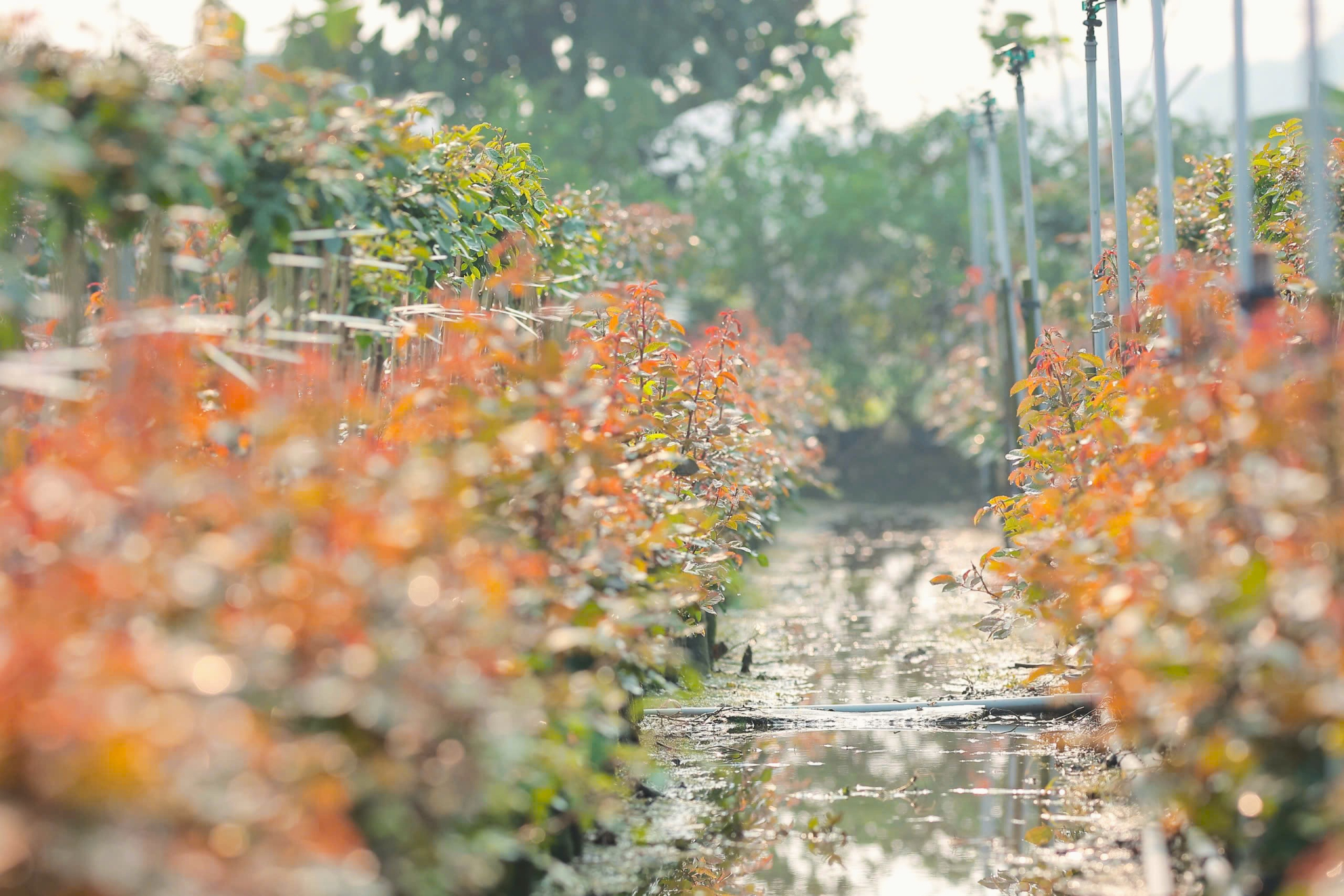 Đến nay, toàn xã có 60 sản phẩm được đánh giá, phân hạng OCOP, trong đó 24 sản phẩm thuộc nhóm hoa, cây cảnh. Thời gian tới, Mê Linh định hướng phát triển các mô hình trồng hoa theo hướng hữu cơ, đẩy mạnh chuyển giao tiến bộ kỹ thuật, nâng cao giá trị và tính bền vững cho vùng hoa truyền thống.