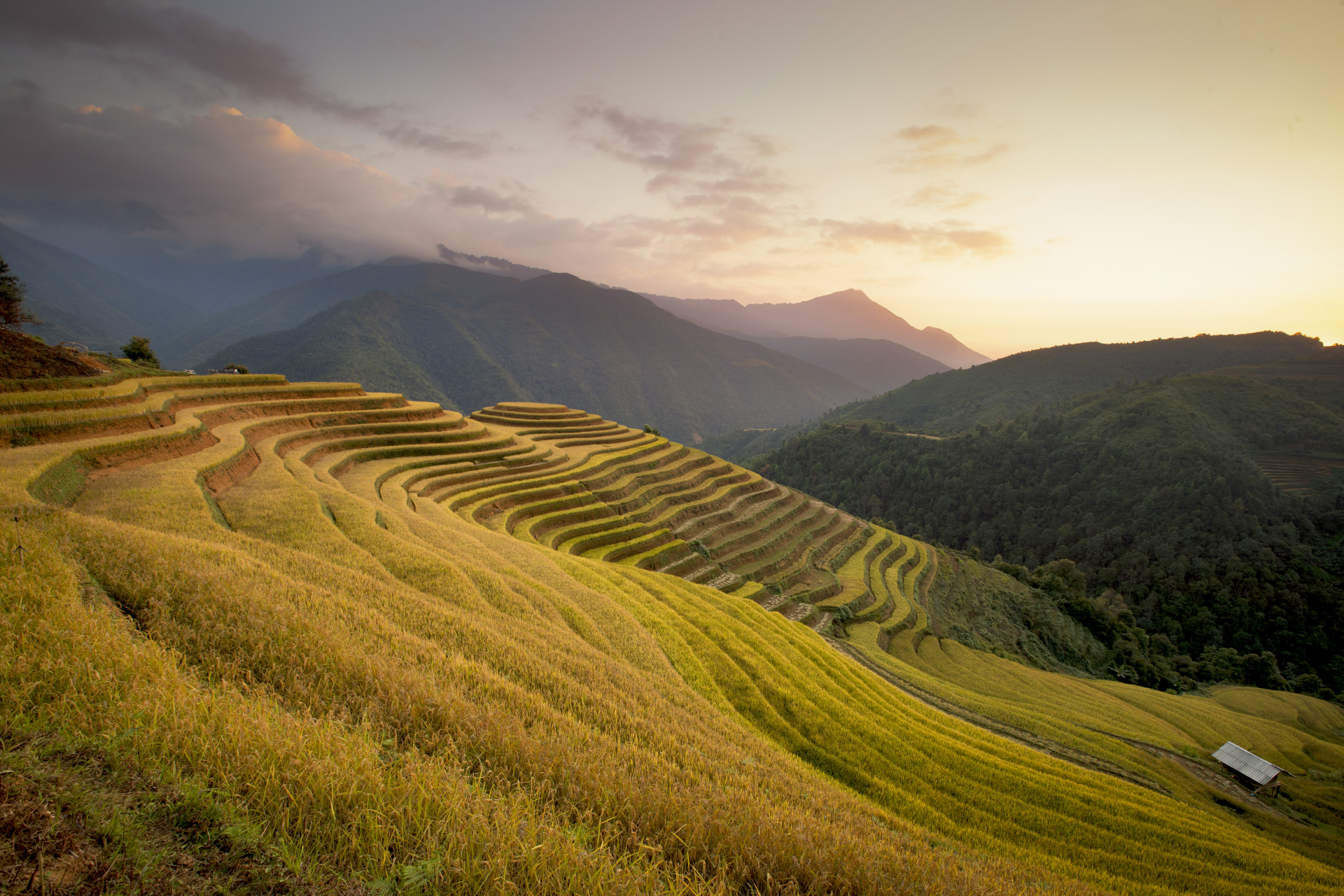 Toàn cảnh ruộng bậc thang mùa lúa chín ở La Pán Tẩn nhìn từ trên cao, sắc vàng lan tỏa theo từng triền núi, xen kẽ những dải xanh còn sót lại, tạo nên bức tranh đặc trưng chỉ có ở Mù Cang Chải. Ảnh: Quý Quang Anh