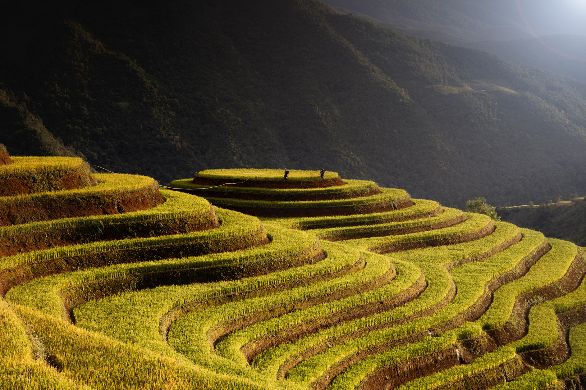 Ở đó, vẻ đẹp không nằm ở sự hoàn hảo, mà nằm ở khả năng đứng dậy sau tổn thương. Sắc vàng của lúa chín, vì thế, không chỉ là sắc màu của mùa gặt, mà còn là màu của hy vọng, của sự tiếp nối và của niềm tin vào một Mù Cang Chải an toàn, giàu bản sắc, đang từng ngày hồi sinh giữa núi rừng Tây Bắc. Ảnh: Quý Quang Anh