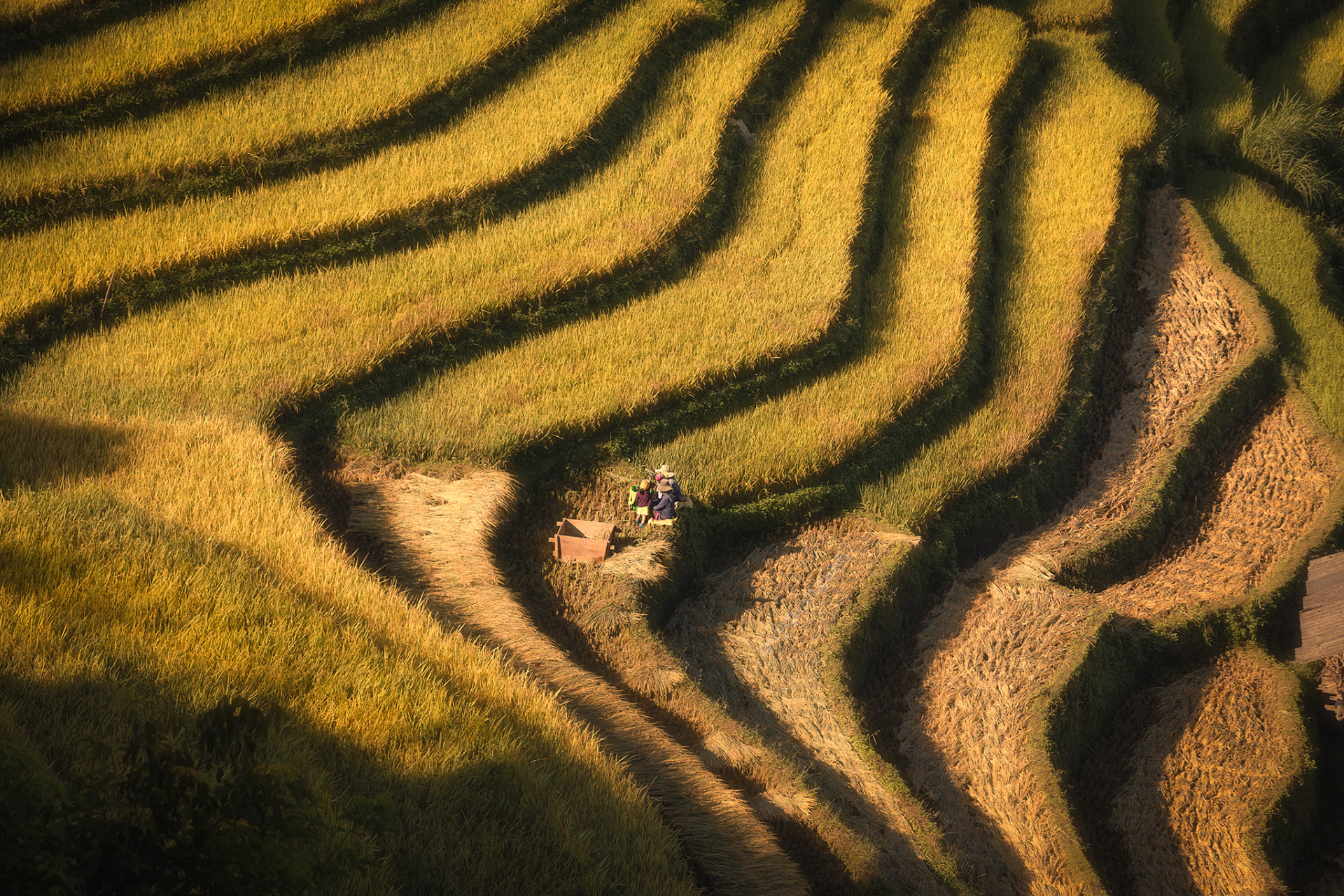 Dấu vết của thiên tai vẫn hiện hữu ở một số sườn đồi, con suối, nhưng không làm lu mờ nhịp sống mùa gặt đang diễn ra rộn ràng. Trên những thửa ruộng bậc thang uốn lượn, người dân tất bật thu hoạch, mang theo niềm vui được mùa và hy vọng vào một năm mới an lành. Ảnh: Quý Quang Anh