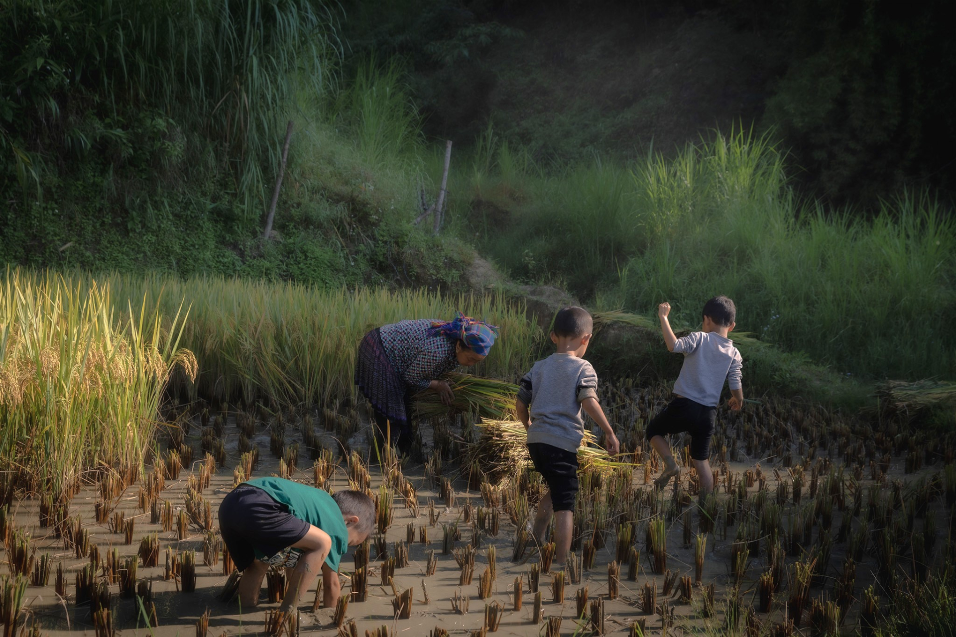 Không khí lao động mùa gặt ở Mù Cang Chải mang vẻ đẹp rất riêng chậm rãi nhưng bền bỉ, giản dị mà đầy sức sống. Tiếng cười nói xen lẫn nhịp liềm khua, tiếng bước chân trên bờ ruộng hẹp, tạo nên bản hòa âm của miền sơn cước mỗi độ thu về. Ảnh: Quý Quang Anh