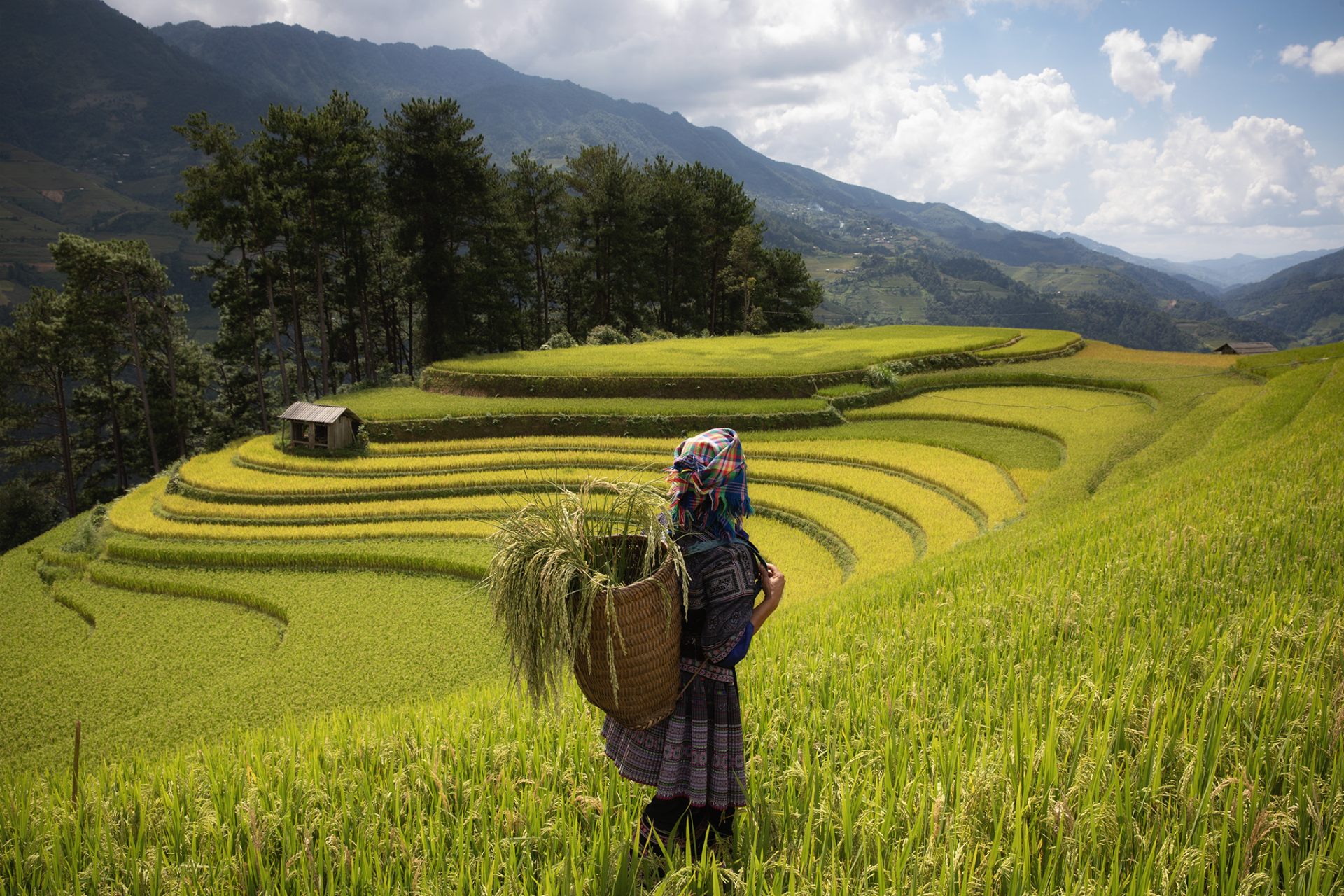 Phụ nữ vùng cao gùi lúa về bản, ánh nắng chiều nhuộm vàng cả không gian, làm nổi bật vẻ đẹp lao động mộc mạc và gắn bó với đất đai. Ảnh: Quý Quang Anh