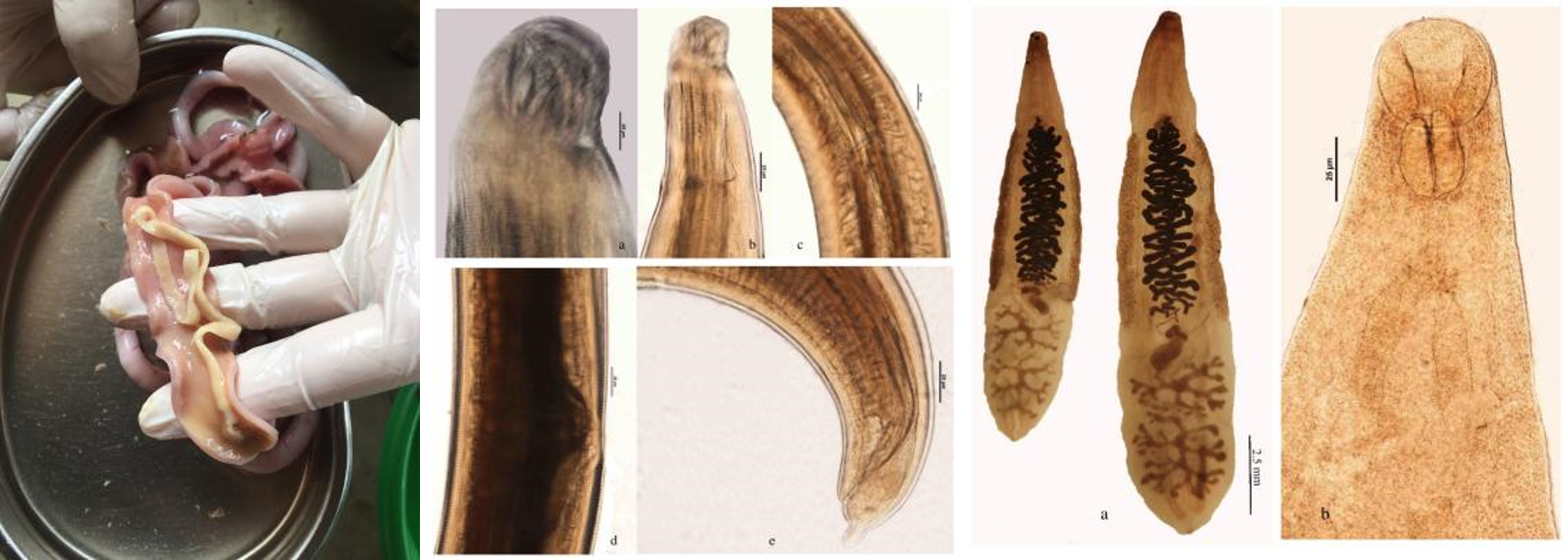 Hình ảnh giun sán ký sinh ở chó, mèo ở tỉnh Yên Bái (nay là tỉnh Lào Cai)