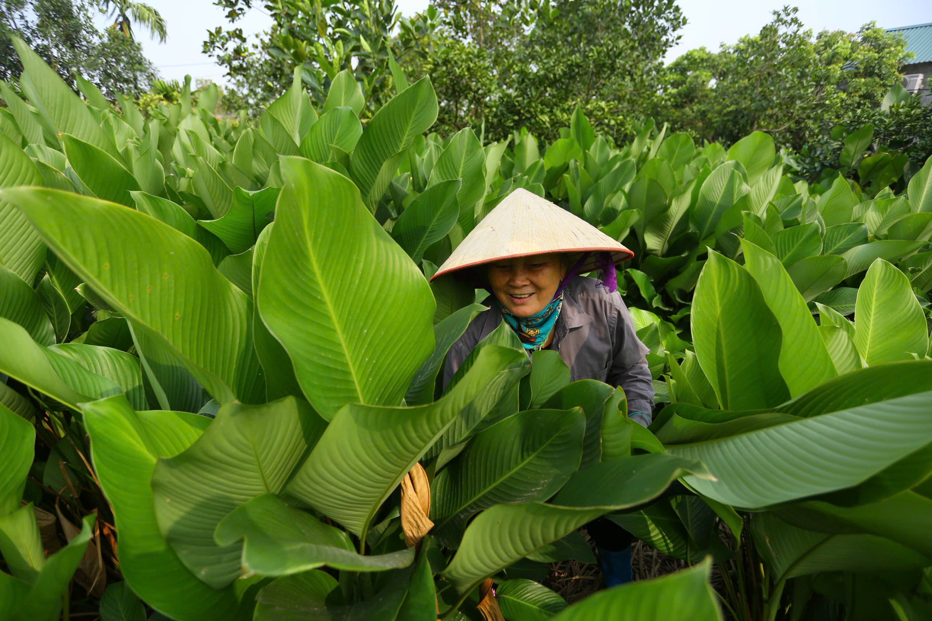 Trước lượng đơn đặt hàng tăng cao, nhiều hộ phải huy động cả người già lẫn trẻ nhỏ cùng tham gia. Những gia đình ít lao động thậm chí phải thuê thêm người để kịp tiến độ giao hàng.