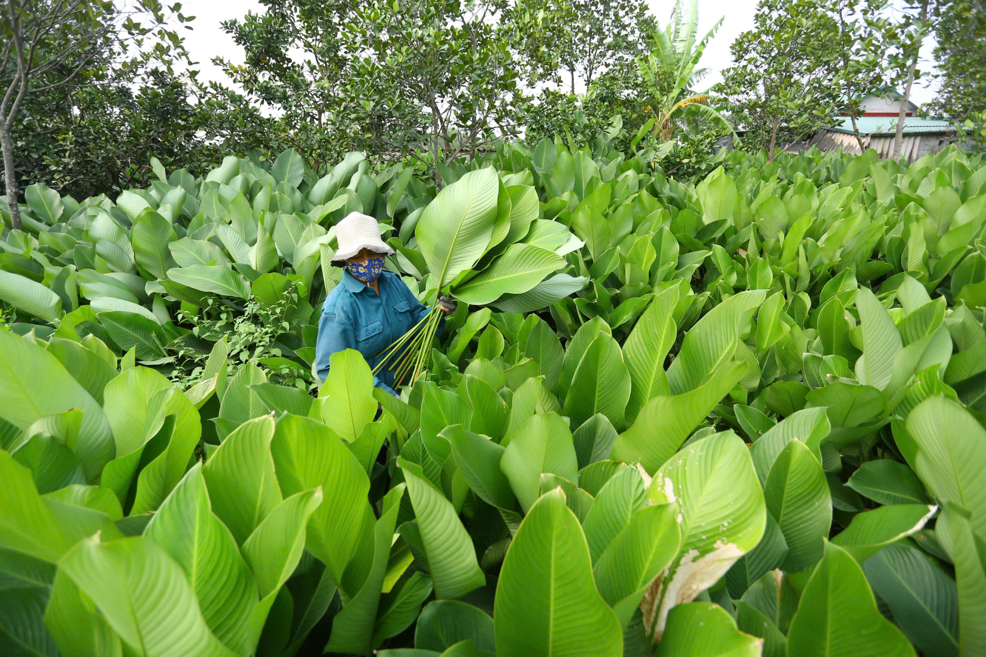 Từ sáng sớm đến chiều muộn, trên các cánh đồng lá dong ở thôn Tràng Cát, tiếng nói cười xen lẫn tiếng kéo cắt lá vang lên không ngớt. Cận kề Tết Nguyên đán Bính Ngọ 2026, cả làng như bước vào “cao điểm”, khi nhu cầu lá dong gói bánh chưng tăng mạnh từng ngày.
