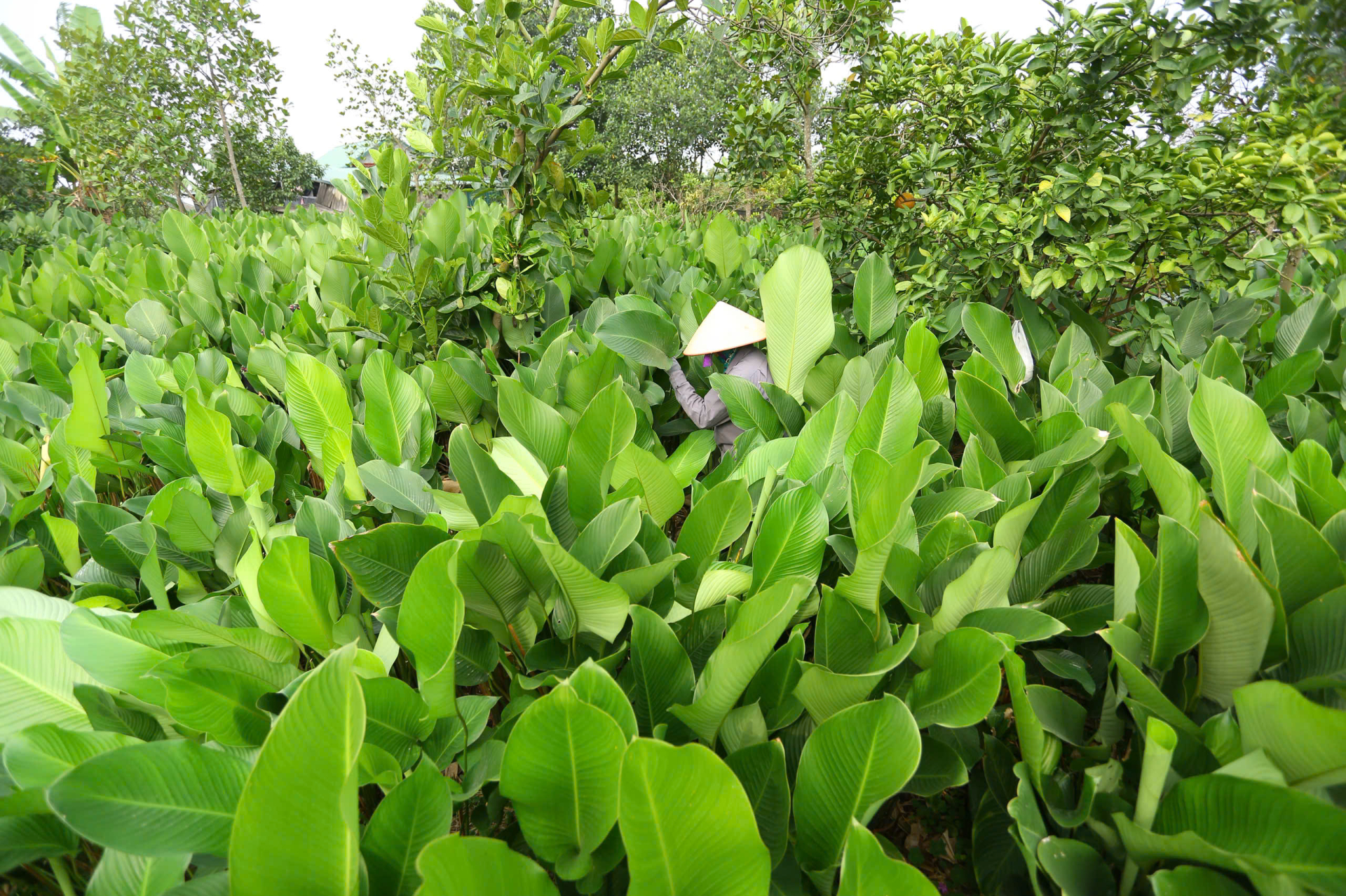 Làng Tràng Cát từ lâu đã nổi tiếng với nghề trồng lá dong. Trải qua hàng trăm năm, nghề này không chỉ mang lại sinh kế ổn định mà còn trở thành một phần ký ức văn hóa mỗi dịp Tết đến, Xuân về. Nhờ thổ nhưỡng phù hợp và kinh nghiệm canh tác truyền đời, lá dong Tràng Cát có bản to, lá dày, xanh đậm những yếu tố được người làm bánh chưng đặc biệt ưa chuộng.