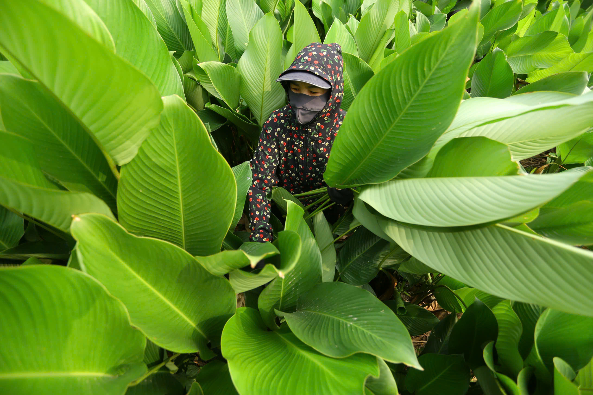 Thu hoạch lá dong không phải công việc nhẹ nhàng. Người cắt phải lách sâu vào từng bụi cây, lựa từng lá đạt chuẩn, rồi cắt tỉ mỉ để không làm rách hay dập. “Mỗi chiếc lá đều phải cắt cẩn thận, giữ nguyên bản lá thì thương lái mới mua giá cao”, một người dân chia sẻ.