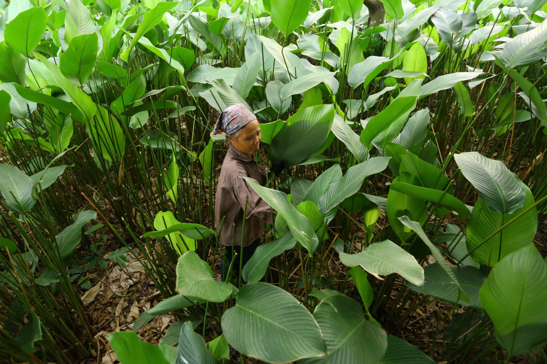 Người dân trong làng cho biết, họ chỉ trồng và thu hoạch lá dong nếp. Loại lá này khi nấu bánh giữ được màu xanh đẹp, giúp bánh chưng dẻo, thơm và bắt mắt. Ngược lại, nếu dùng lá dong tẻ, bánh chưng khi chín dễ bị thâm, không đạt yêu cầu thẩm mỹ.