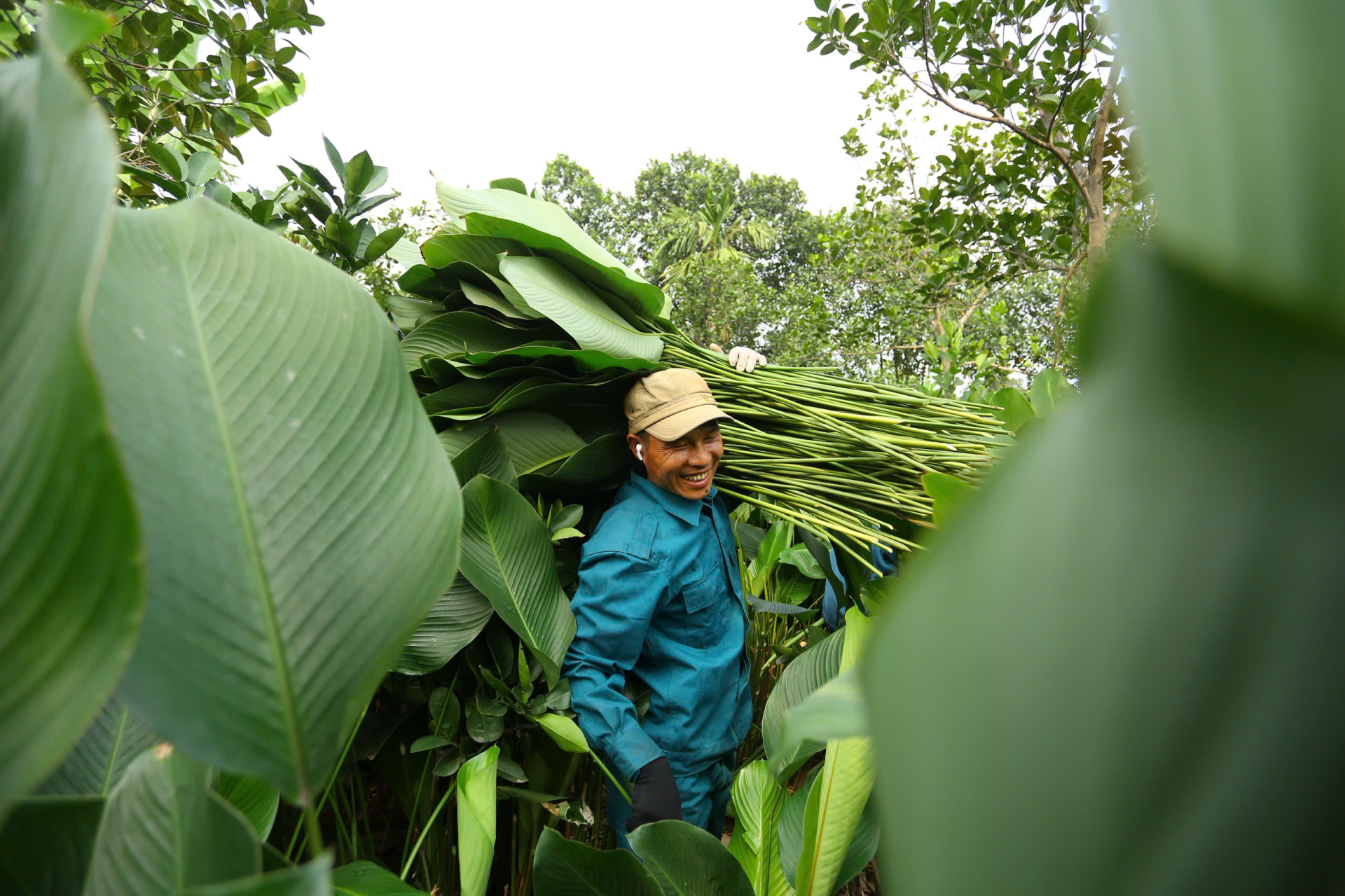 Chính sự khắt khe trong khâu chọn giống và thu hoạch đã giúp lá dong Tràng Cát tạo dựng được uy tín trên thị trường. Mỗi dịp cuối năm, thương lái từ Hà Nội và các tỉnh lân cận lại tìm về đặt mua từ rất sớm.