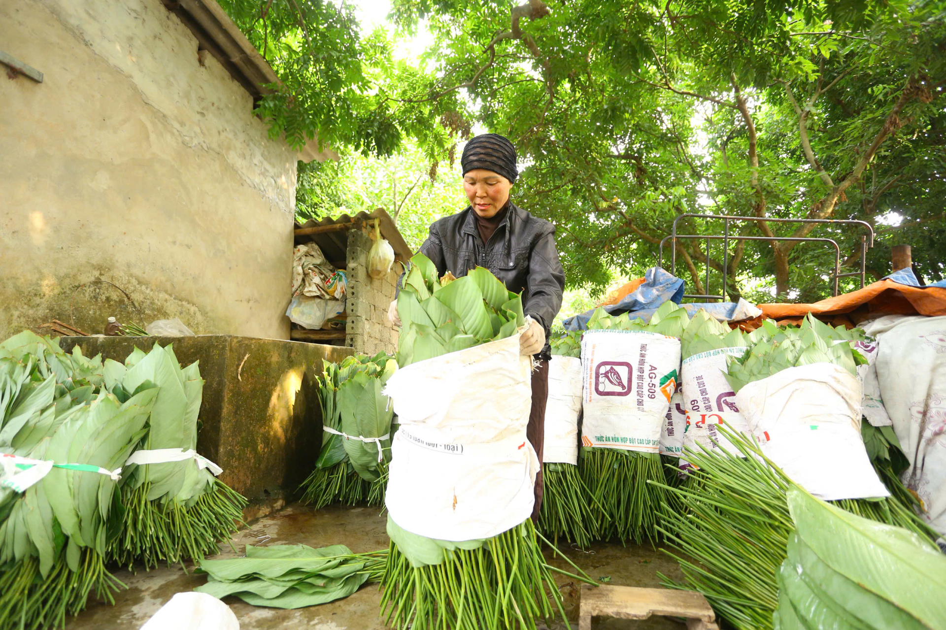 Những chiếc lá sau phân loại được bó thành bó lớn, mỗi bó từ vài chục đến hàng trăm lá, sẵn sàng chờ thương lái đến thu mua. 