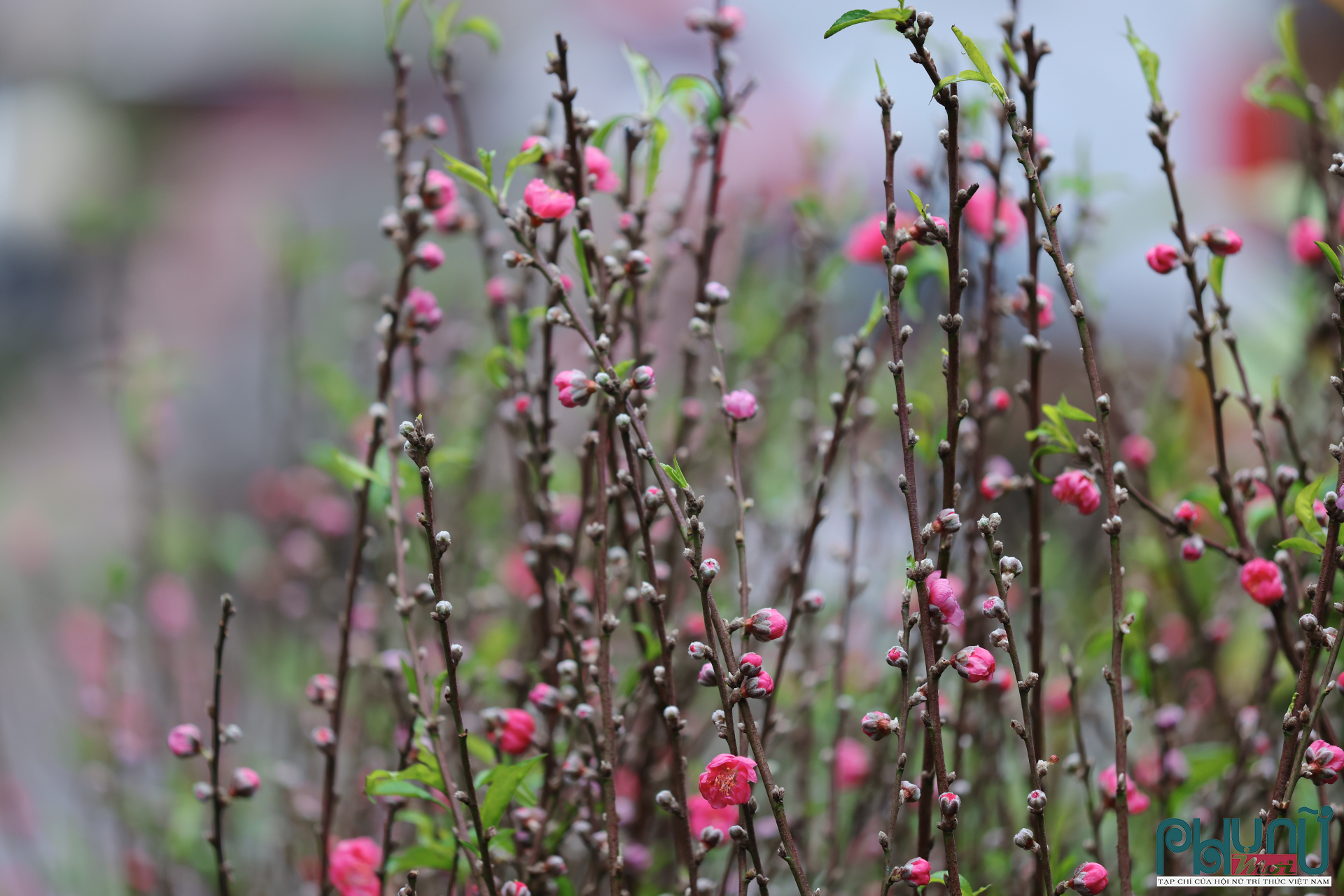 Lễ cúng ông Công, ông Táo năm nay diễn ra trong bối cảnh đời sống xã hội ổn định, người dân chuẩn bị bước vào kỳ nghỉ Tết. Dù cách thức tổ chức có nhiều điều chỉnh theo điều kiện sống và nhịp sinh hoạt mới, tinh thần cốt lõi của nghi lễ vẫn được gìn giữ: sự tri ân, hướng thiện và gắn kết gia đình. Từ việc sắm lễ, dâng hương đến thả cá chép, chuỗi hoạt động tiễn Táo quân tiếp tục là dấu mốc quen thuộc, mở đầu cho không khí Tết cổ truyền của người Việt. Trong dòng chảy hiện đại, những nghi lễ ấy không chỉ nhắc nhớ cội nguồn văn hóa, mà còn khẳng định sức sống bền bỉ của các giá trị truyền thống trong đời sống hôm nay.