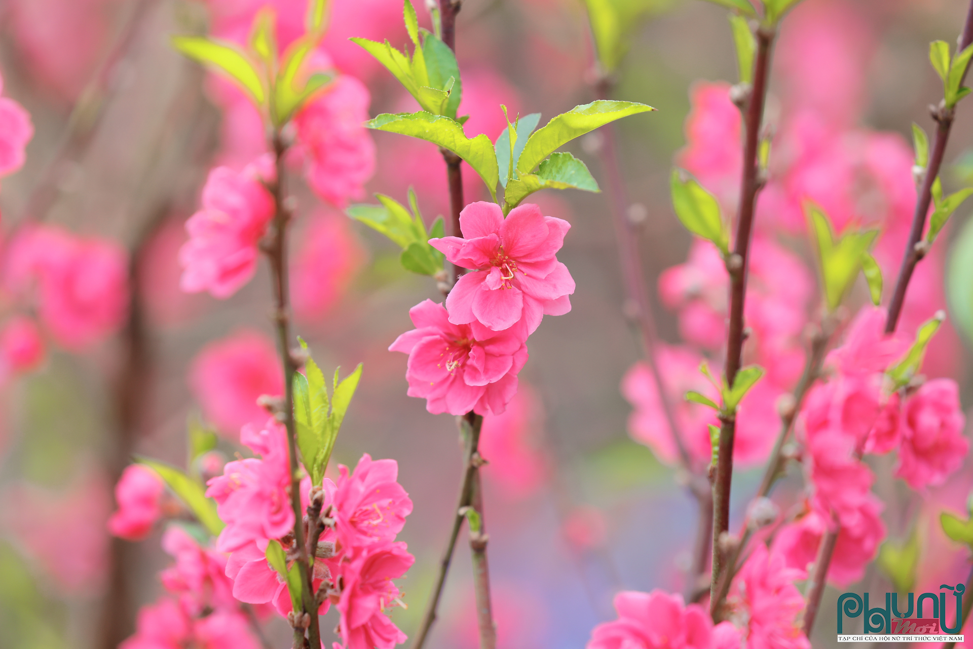 Thời tiết ấm lên khiến nhiều diện tích đào tại Nhật Tân bung hoa sớm hơn dự kiến