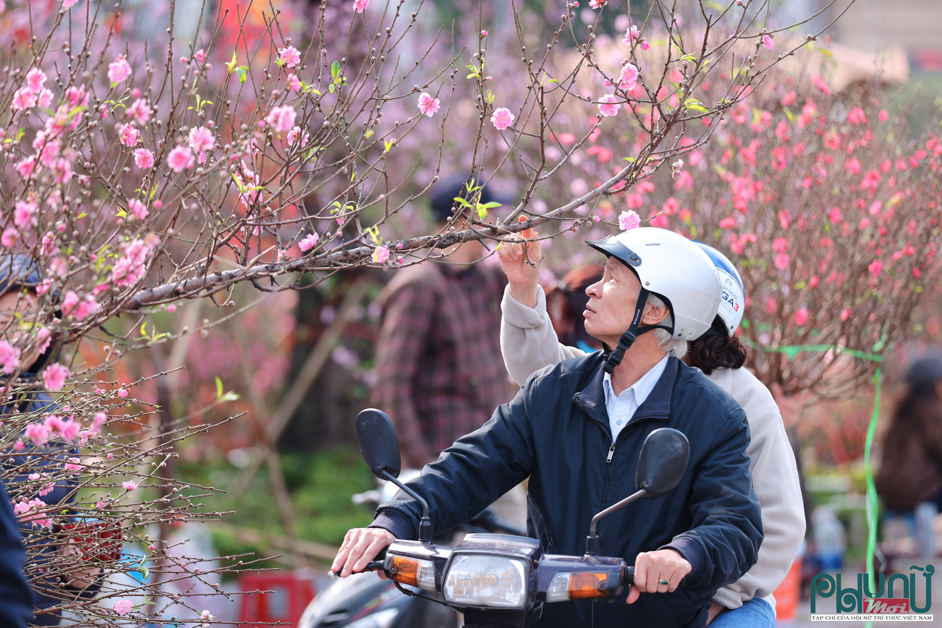 Với người trồng đào, mỗi mùa Tết là cả năm chăm sóc, uốn tỉa, canh thời tiết. Việc hoa nở sớm không chỉ ảnh hưởng đến giá bán mà còn khiến kế hoạch tiêu thụ bị đảo lộn.