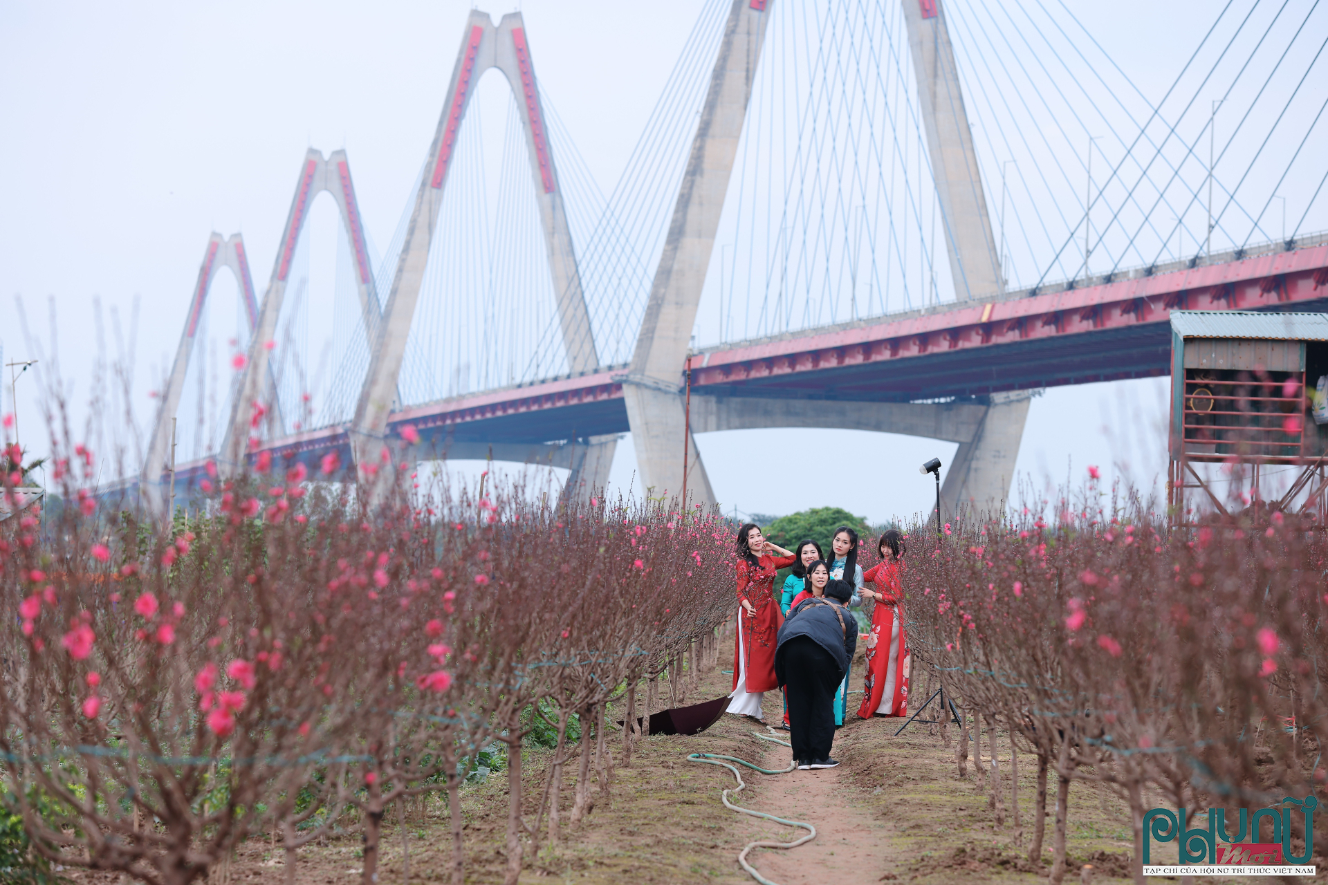 Tại một số vườn lớn, từng tốp khách lẻ tẻ dạo bước giữa những luống đào đã bung hoa, thay vì cảnh nhộn nhịp, chen chân tạo dáng như mọi năm. Các chủ vườn cho biết lượng khách chụp ảnh giảm rõ rệt, chủ yếu là nhóm bạn trẻ hoặc gia đình nhỏ tranh thủ cuối tuần. Việc đào nở sớm, cùng tâm lý thắt chặt chi tiêu cuối năm, được cho là những nguyên nhân khiến hoạt động tham quan, chụp ảnh tại làng đào năm nay kém sôi động.