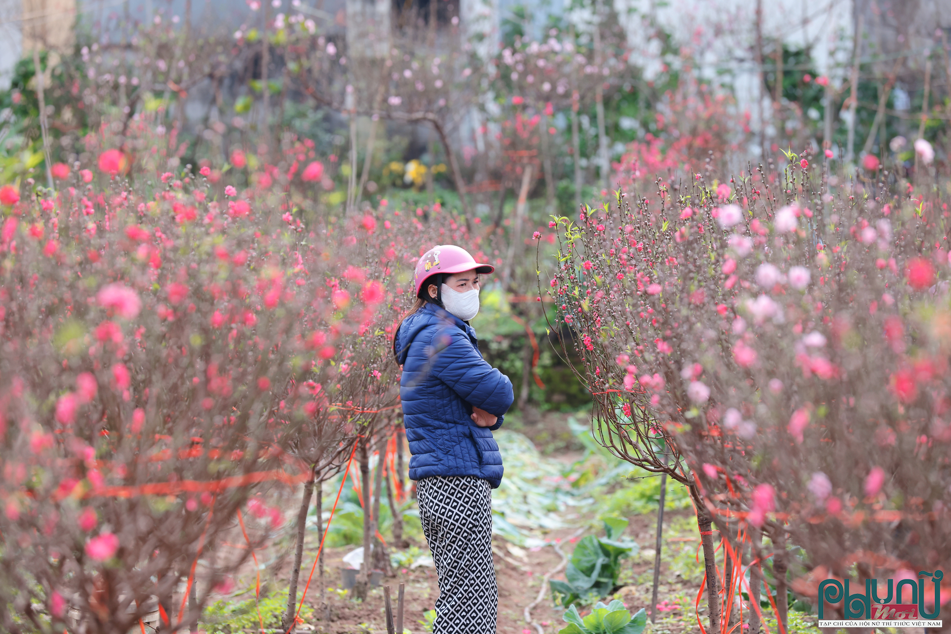 Theo chị, sức mua tại các tuyến phố nội thành cũng chậm hơn. Người dân có xu hướng chi tiêu thận trọng, chỉ chọn những cành vừa phải thay vì cây lớn, thế cầu kỳ.